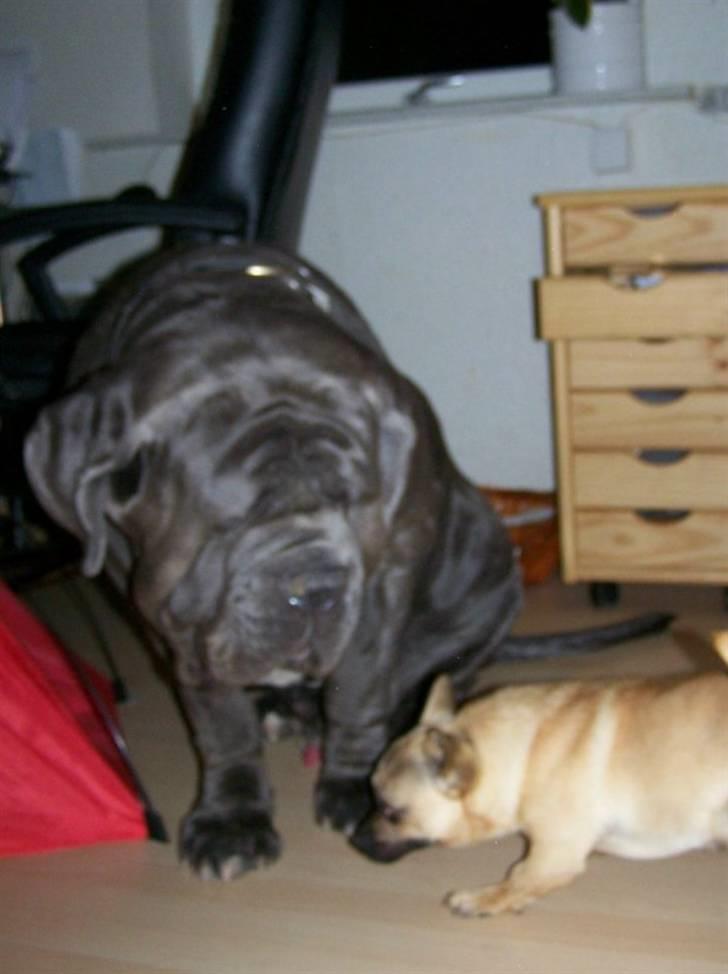 Mastino napoletano Falco billede 14