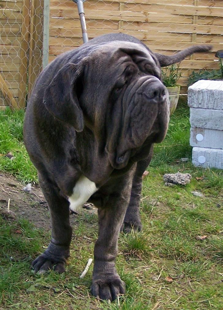 Mastino napoletano Falco billede 15