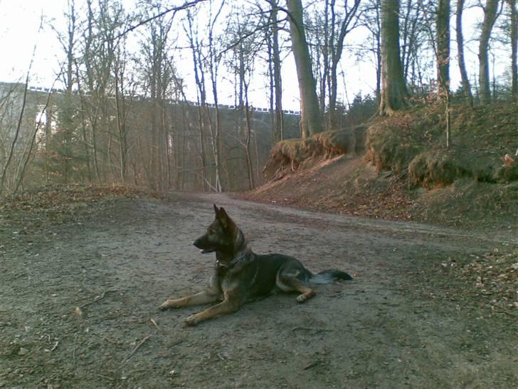 Schæferhund Glarbo Boogie - Ved Lillebælt billede 11