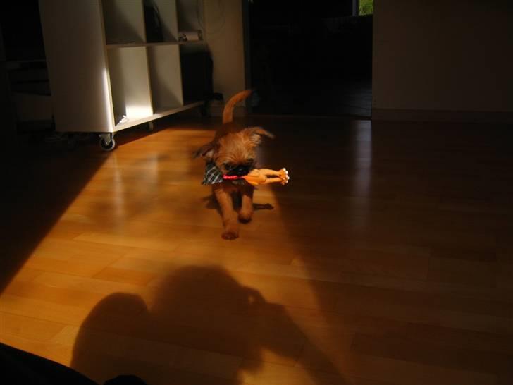 Griffon bruxellois Eddie - SE!!! Jeg har nedlagt en høne! :o) billede 4