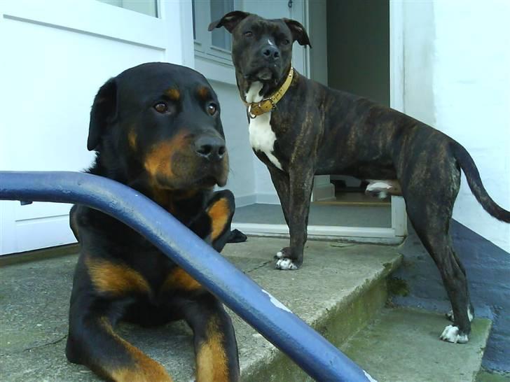Amerikansk staffordshire terrier Teison - Rollo & Teison , Vores dejlige drenge <3   ´Rollo , R.I.P   o´:  billede 5