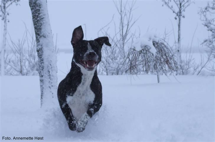 Blanding af racer Tascha billede 1