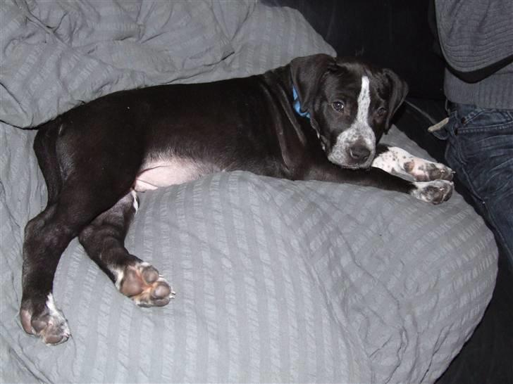 Blanding af racer Tascha billede 2