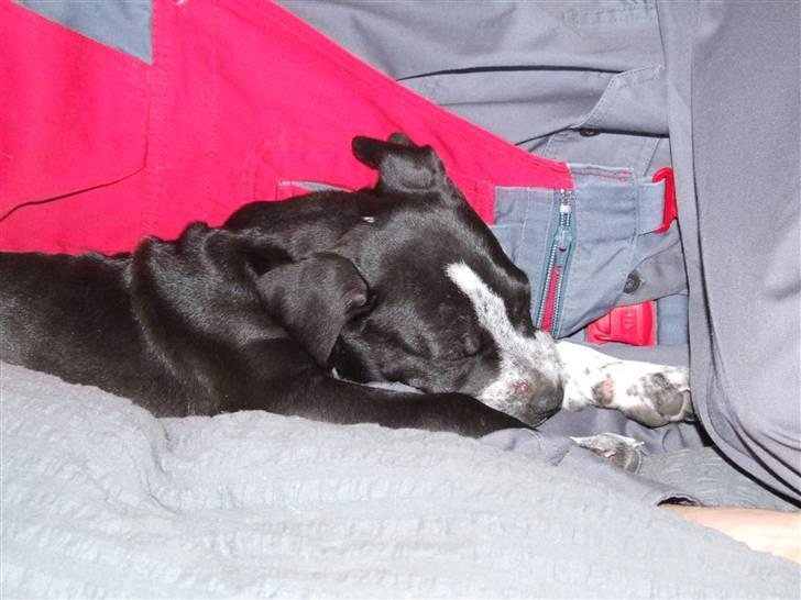 Blanding af racer Tascha - Uhh. en "morfar" med far når han kommer fra arbejde. Dejligt billede 3