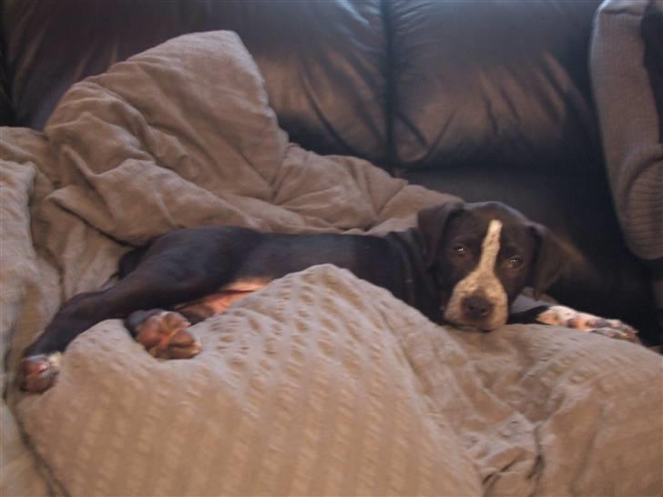 Blanding af racer Tascha billede 4