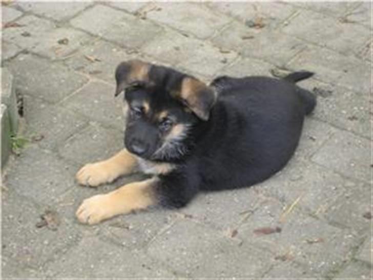 Schæferhund Zika - Så er jeg lige kommet hjem til mit nye hjem billede 1