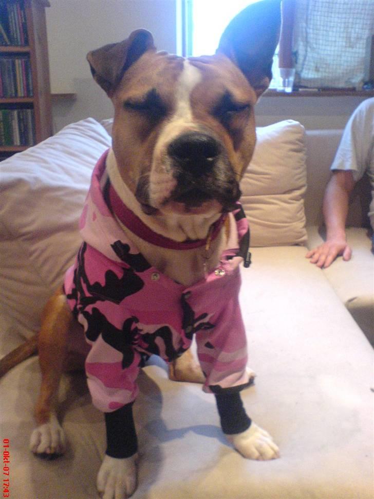 Amerikansk staffordshire terrier Tequila - Ved det! Muskelhunde skal ik ha tøj på, men den her trøje ku jeg altså ik stå for! :D billede 16