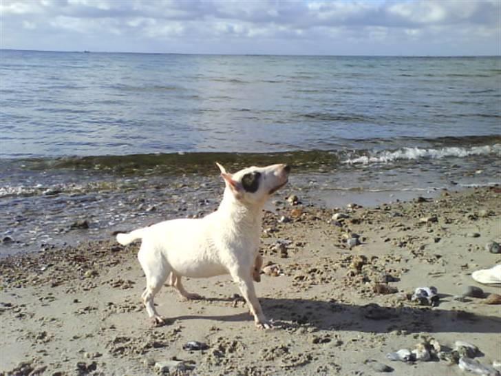 Bullterrier miniature Machon's Gogo Babe R.I.P  billede 4