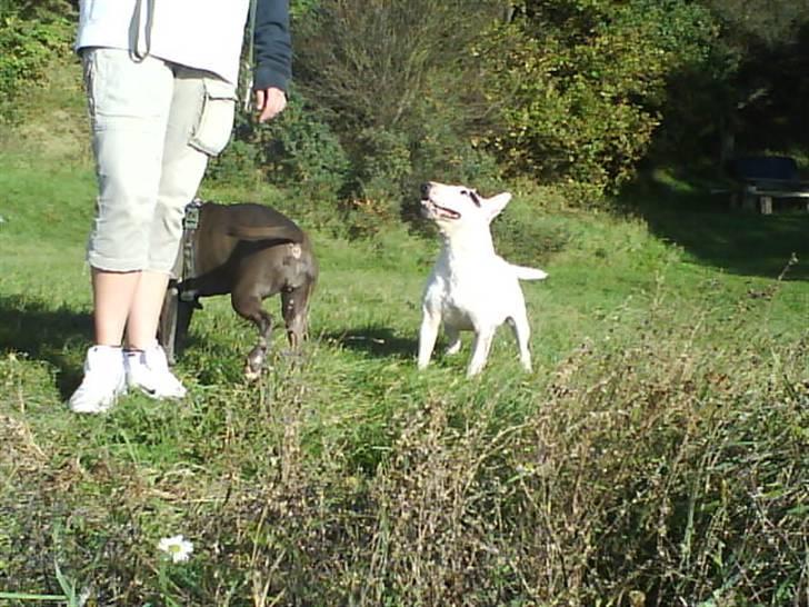 Bullterrier miniature Machon's Gogo Babe R.I.P  billede 5