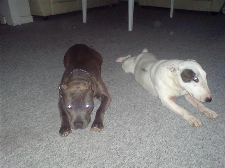 Bullterrier miniature Machon's Gogo Babe R.I.P  billede 6