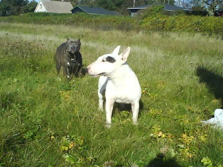 Bullterrier miniature Machon's Gogo Babe R.I.P  - Koom nu Princess!! billede 7