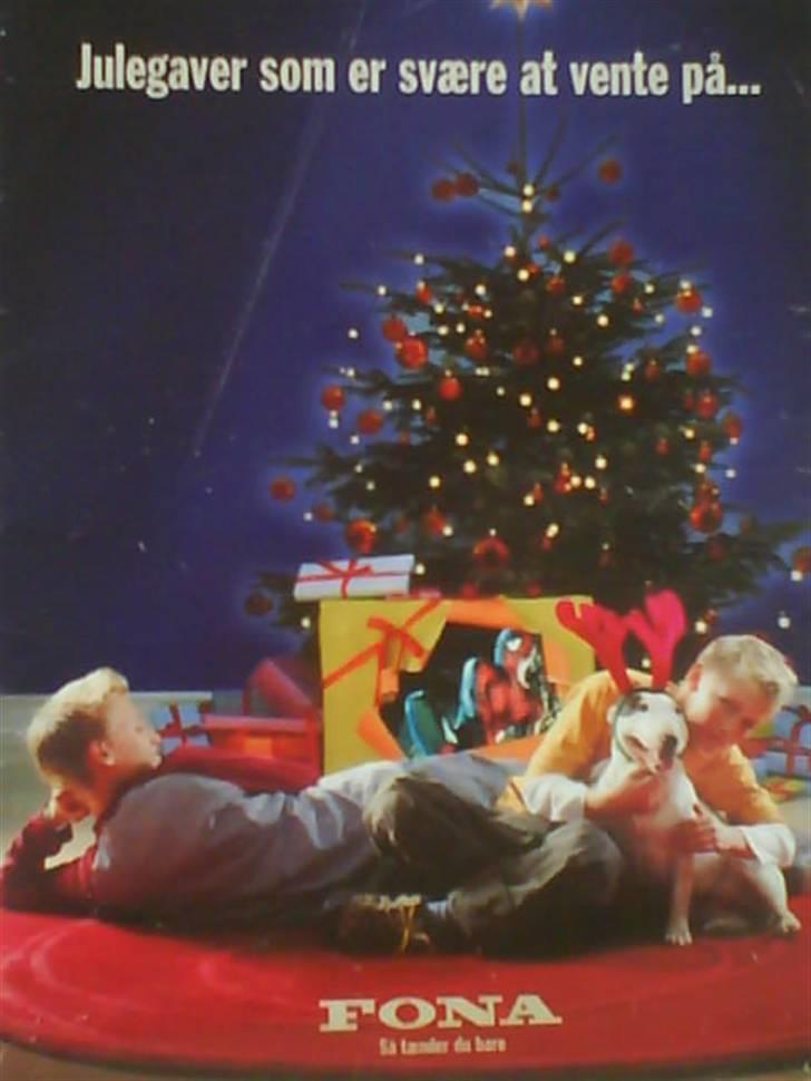 Bullterrier miniature Machon's Gogo Babe R.I.P  - Fotomodel for Fona billede 8