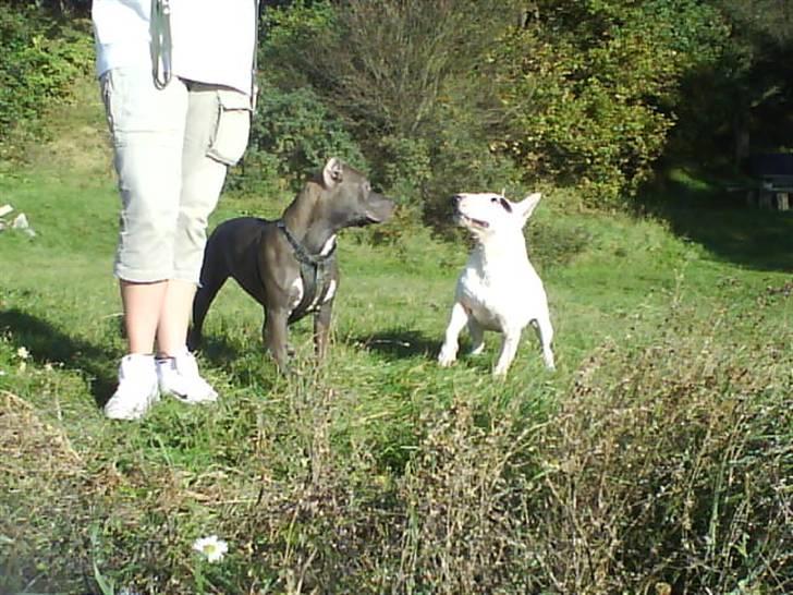Bullterrier miniature Machon's Gogo Babe R.I.P  - Kast nu den pind... billede 9