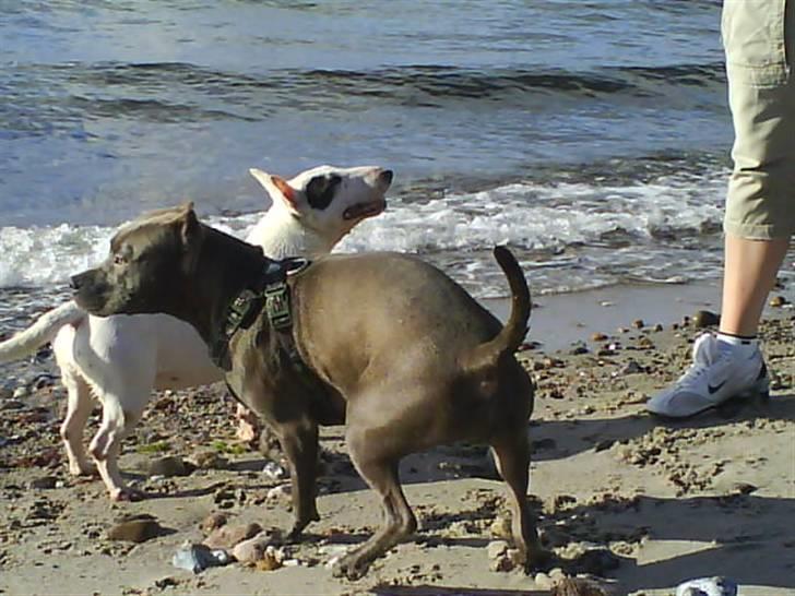 Bullterrier miniature Machon's Gogo Babe R.I.P  - Babe og Princess leger på stranden. billede 10