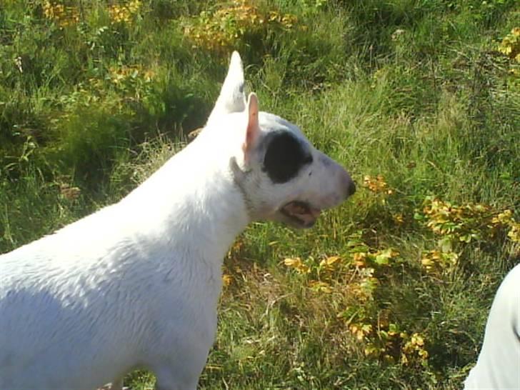 Bullterrier miniature Machon's Gogo Babe R.I.P  billede 11