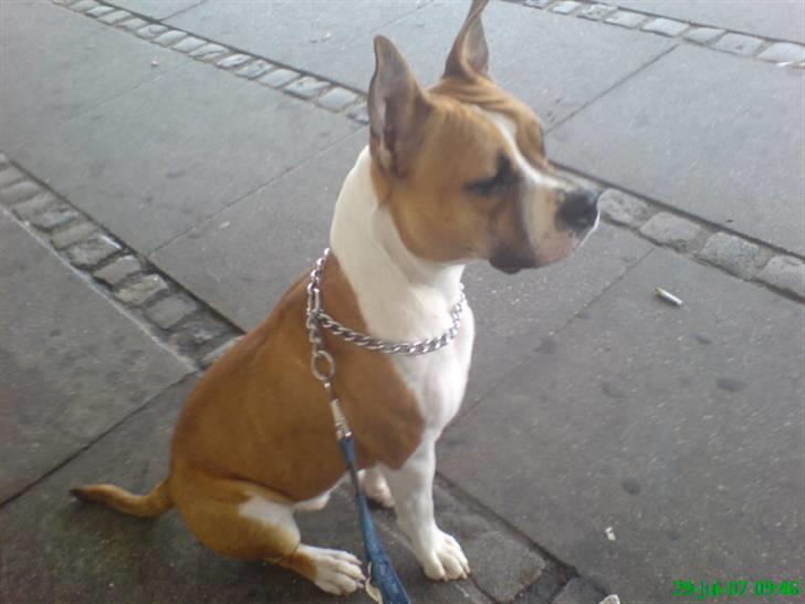 Amerikansk staffordshire terrier Tequila - Venter på bussen, første gang hun sku med bussen :) billede 17