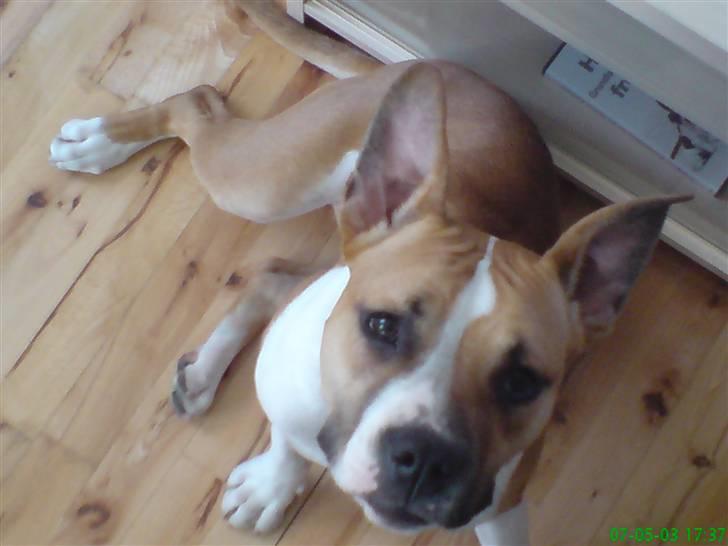 Amerikansk staffordshire terrier Tequila billede 18