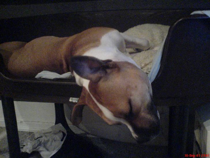 Amerikansk staffordshire terrier Tequila - Tequila sover bedst på de mærkeligste måder :D billede 19