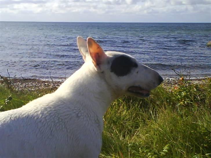 Bullterrier miniature Machon's Gogo Babe R.I.P  billede 12