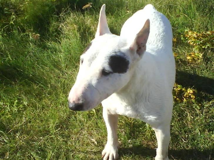 Bullterrier miniature Machon's Gogo Babe R.I.P  billede 13