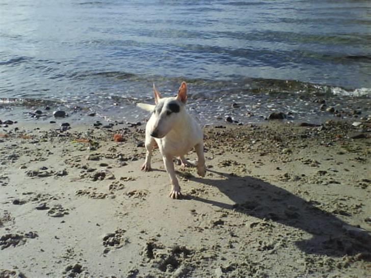 Bullterrier miniature Machon's Gogo Babe R.I.P  billede 14