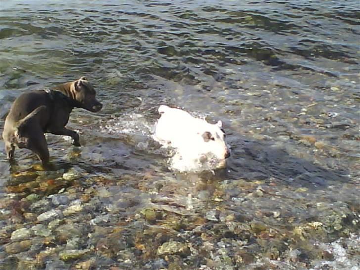 Bullterrier miniature Machon's Gogo Babe R.I.P  - Babe og Princess  har lige været ude og bade. billede 15