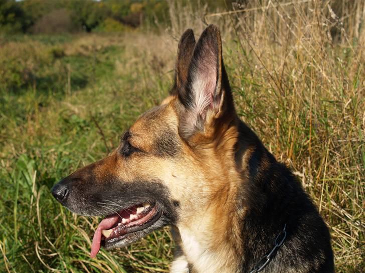 Schæferhund Sille (Zacho Rini) billede 19