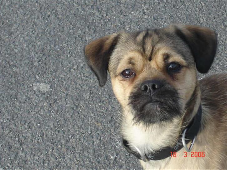 Blanding af racer Tyson R.I.P - er jeg ikke bare sød :) jooow... billede 1