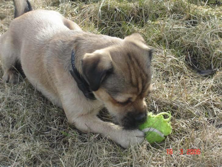 Blanding af racer Tyson R.I.P - nu skal du spises bold så jeg ikke skal løbe efter dig mere... billede 2