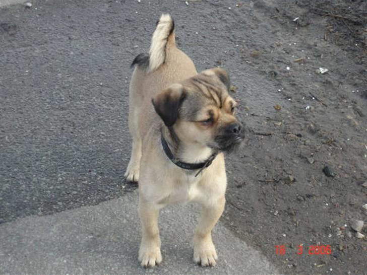 Blanding af racer Tyson R.I.P - skulle da overveje at blive model .. se mig lige folkens .. billede 3