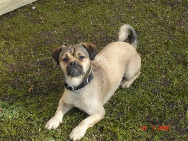 Blanding af racer Tyson R.I.P billede 4