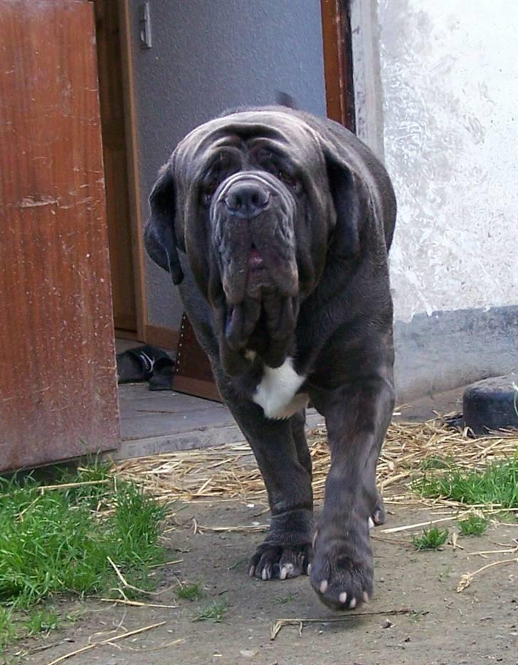 Mastino napoletano Falco billede 16