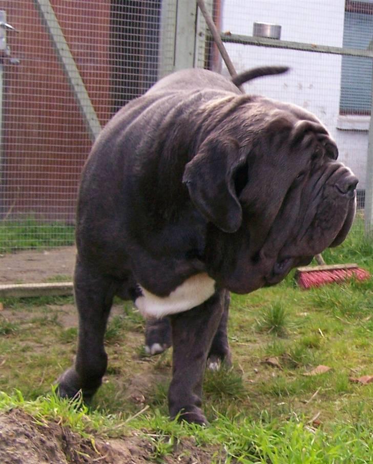 Mastino napoletano Falco billede 17