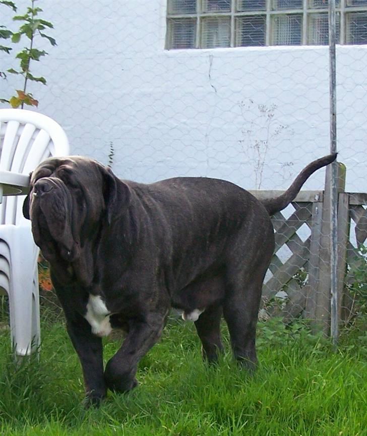 Mastino napoletano Falco billede 18