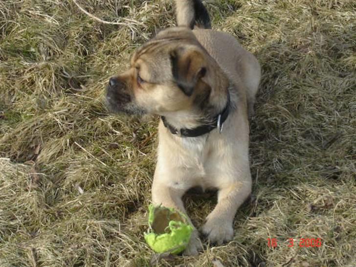 Blanding af racer Tyson R.I.P - mig og den døde boldt... fik den .. manner hvor er jeg dygtig... billede 5