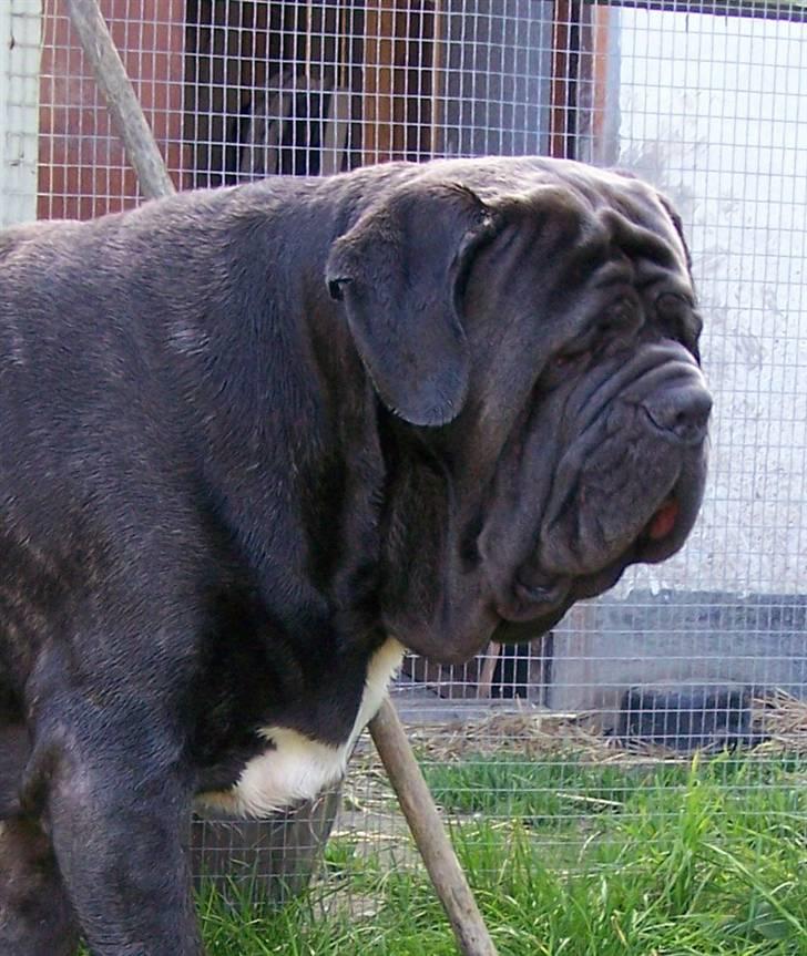 Mastino napoletano Falco billede 19