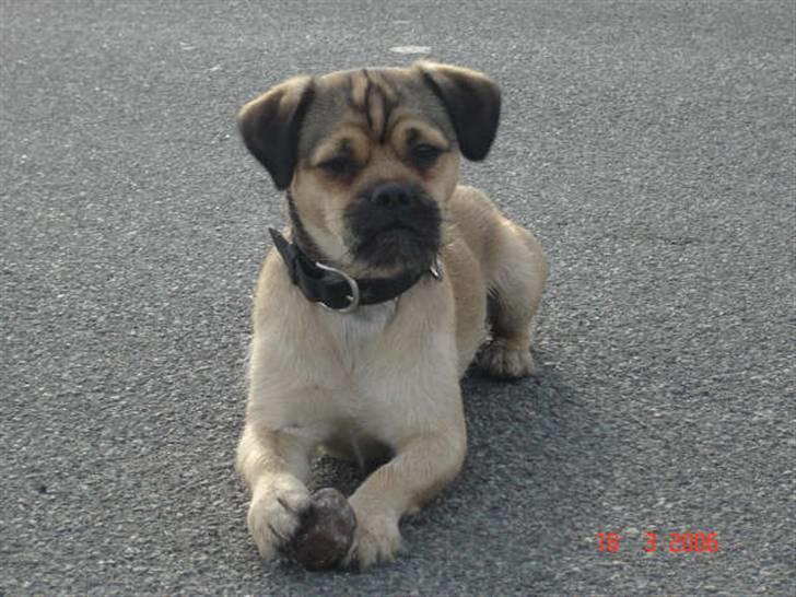 Blanding af racer Tyson R.I.P - sten kan ikke spises.. men for en sikkerhedsskyld har jeg et godt tag på den med min pote... skulle nødig ug og løbe igen.. billede 6