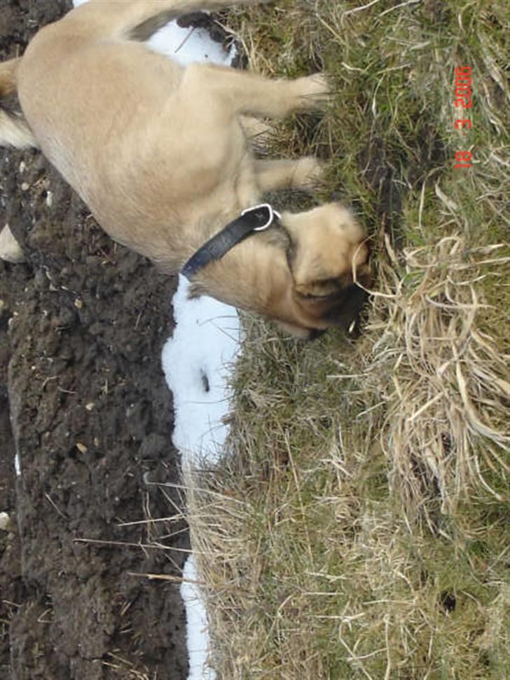 Blanding af racer Tyson R.I.P - moooor kan lugte en muldvarp.. må jeg fange den til dig ? kom nu kom nu.. må jeg ikk nooook?  billede 7
