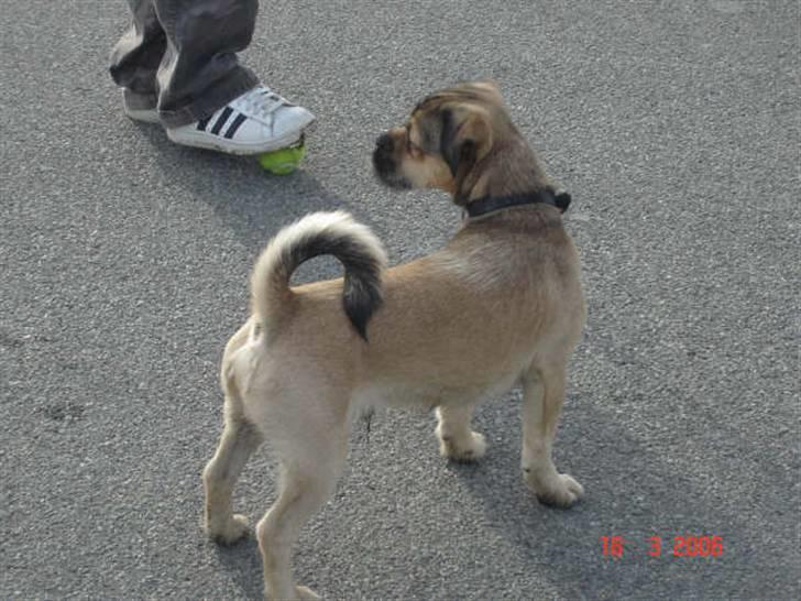 Blanding af racer Tyson R.I.P - kommer i snart... hallo vi skulle spille fodboldt.... iiih de er såååh langsomme... billede 8