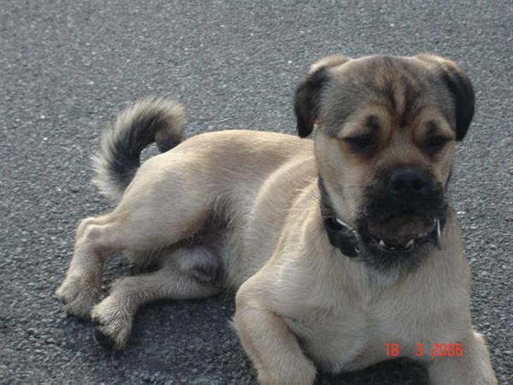 Blanding af racer Tyson R.I.P - du får den ikke... find din egen sten...  billede 9