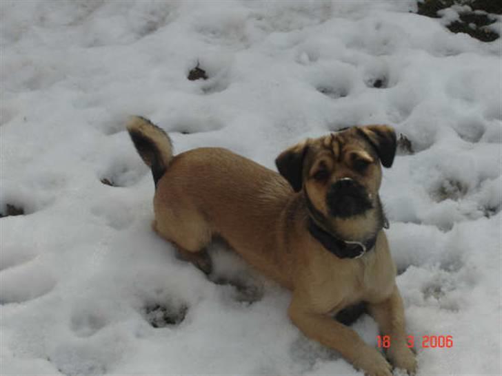 Blanding af racer Tyson R.I.P - se hvor fin jeg kan ligge i sne´en... billede 10