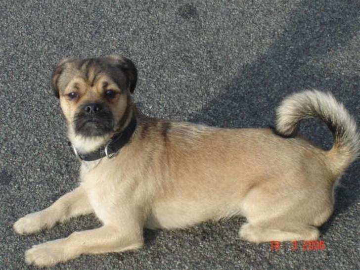 Blanding af racer Tyson R.I.P - jeg er en farlig tiger... se mig... miauu... billede 11