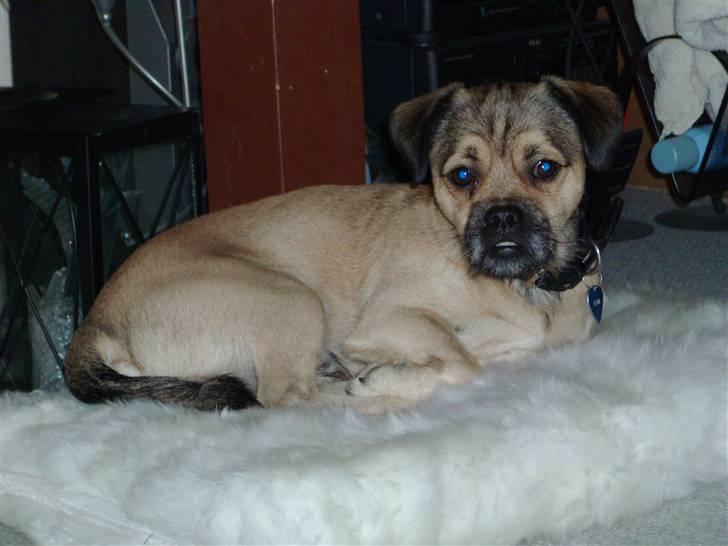 Blanding af racer Tyson R.I.P - så er det tid til en lur på mit lammeskinds tæppe... uuuh skønt... billede 12