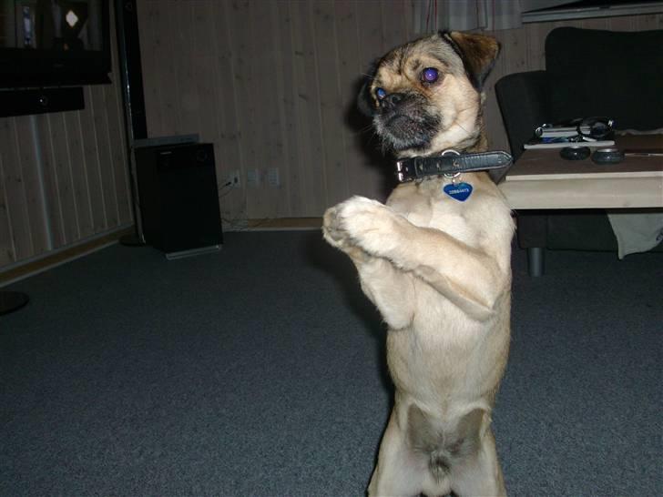 Blanding af racer Tyson R.I.P - se jeg kan danse !! billede 14