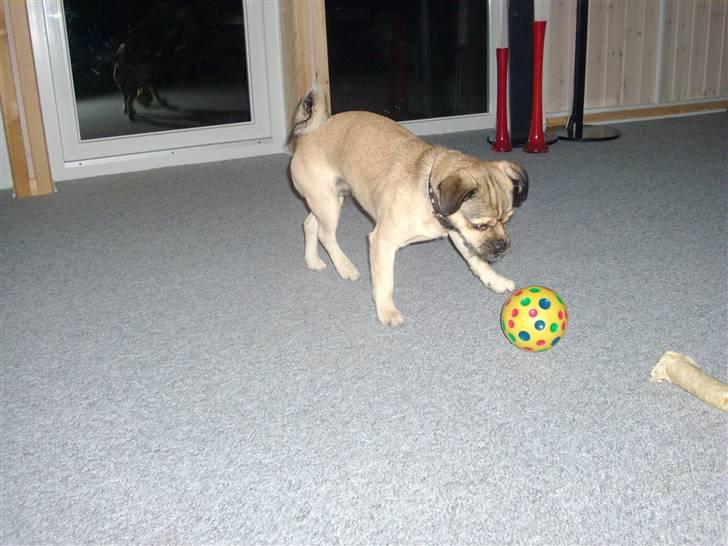 Blanding af racer Tyson R.I.P - her leger jeg med min trænings bold, ruller den får jeg godbider.. mums... billede 15