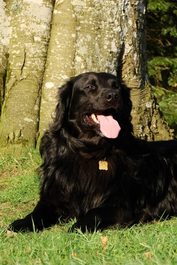 Flat coated retriever Rollo R.I.P - Rolle billede 1