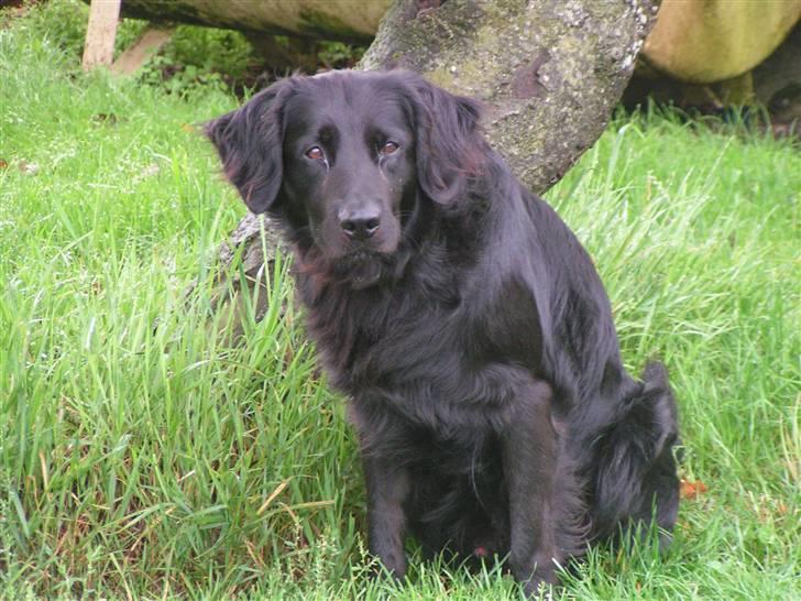 Flat coated retriever Rollo R.I.P - rollo billede 2