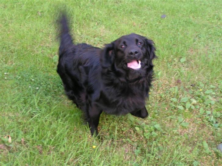 Flat coated retriever Rollo R.I.P - rollo billede 3