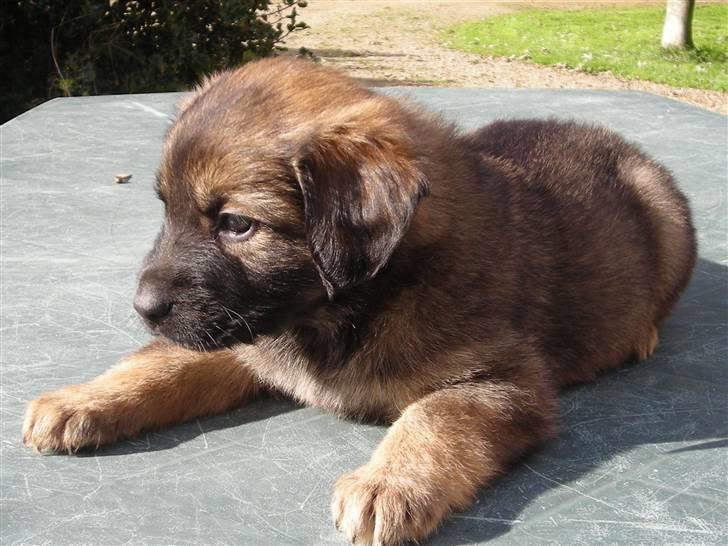 Flat coated retriever Rollo R.I.P - Rollo er far til denne hundehvalp billede 4