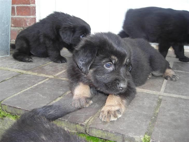Flat coated retriever Rollo R.I.P - Rollo er far til denne hundehvalp billede 5